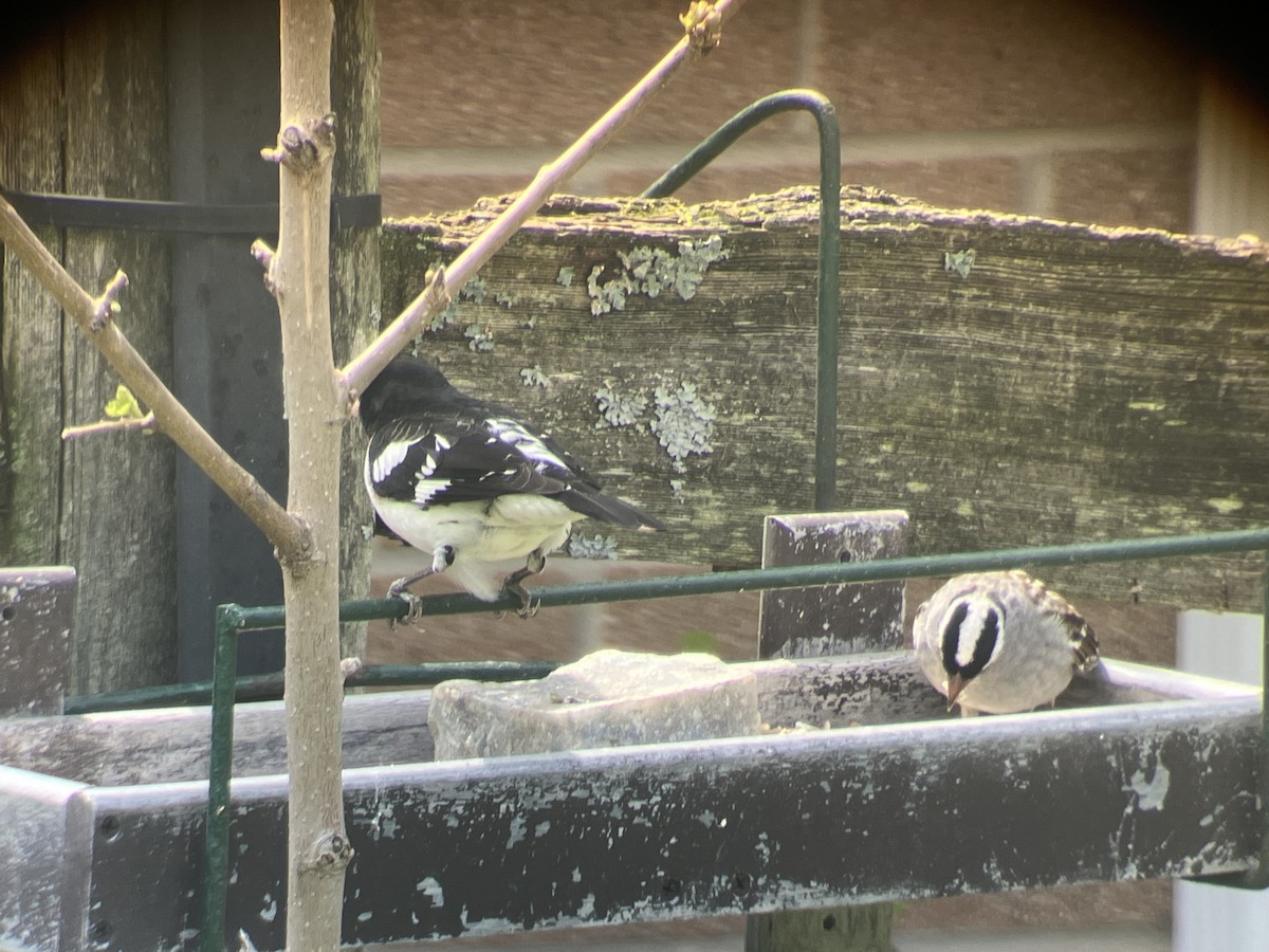 White-throated Sparrow - ML634813055