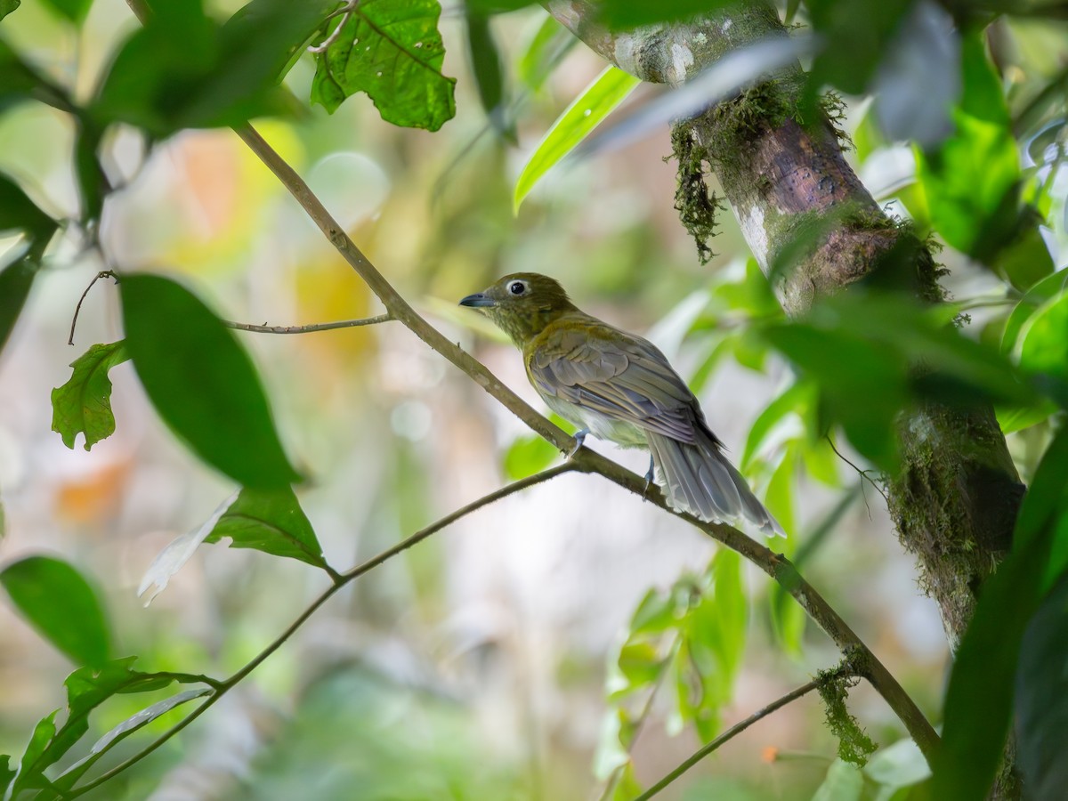Gray-tailed Piha - ML634813165