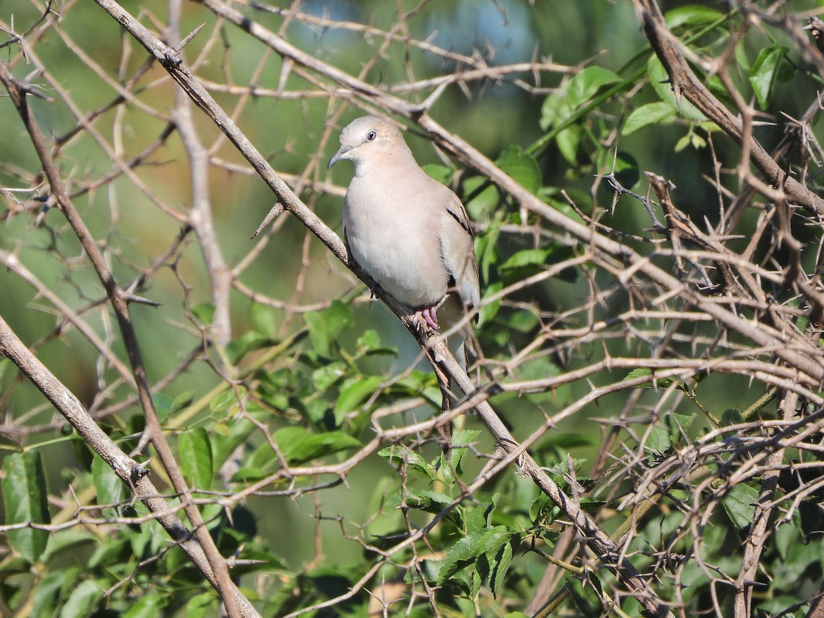 Picui Ground Dove - ML634813197