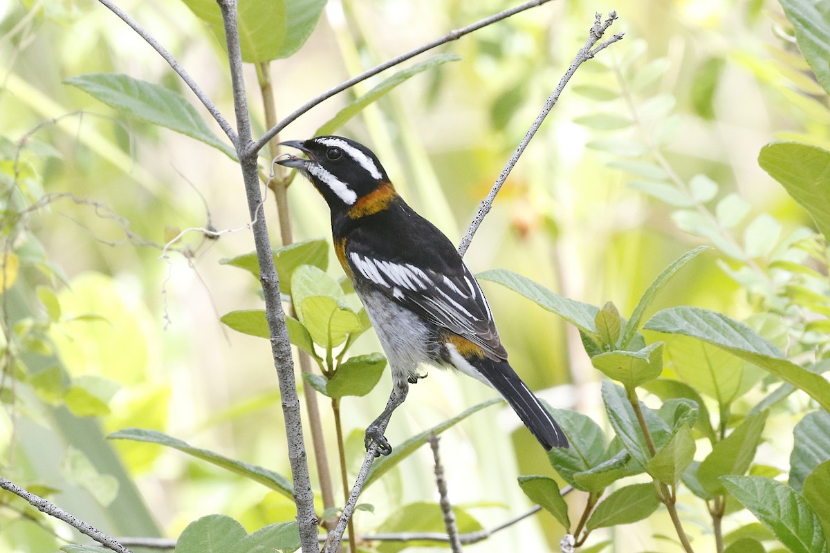 Western Spindalis (Bahamas Black-backed) - David McQuade