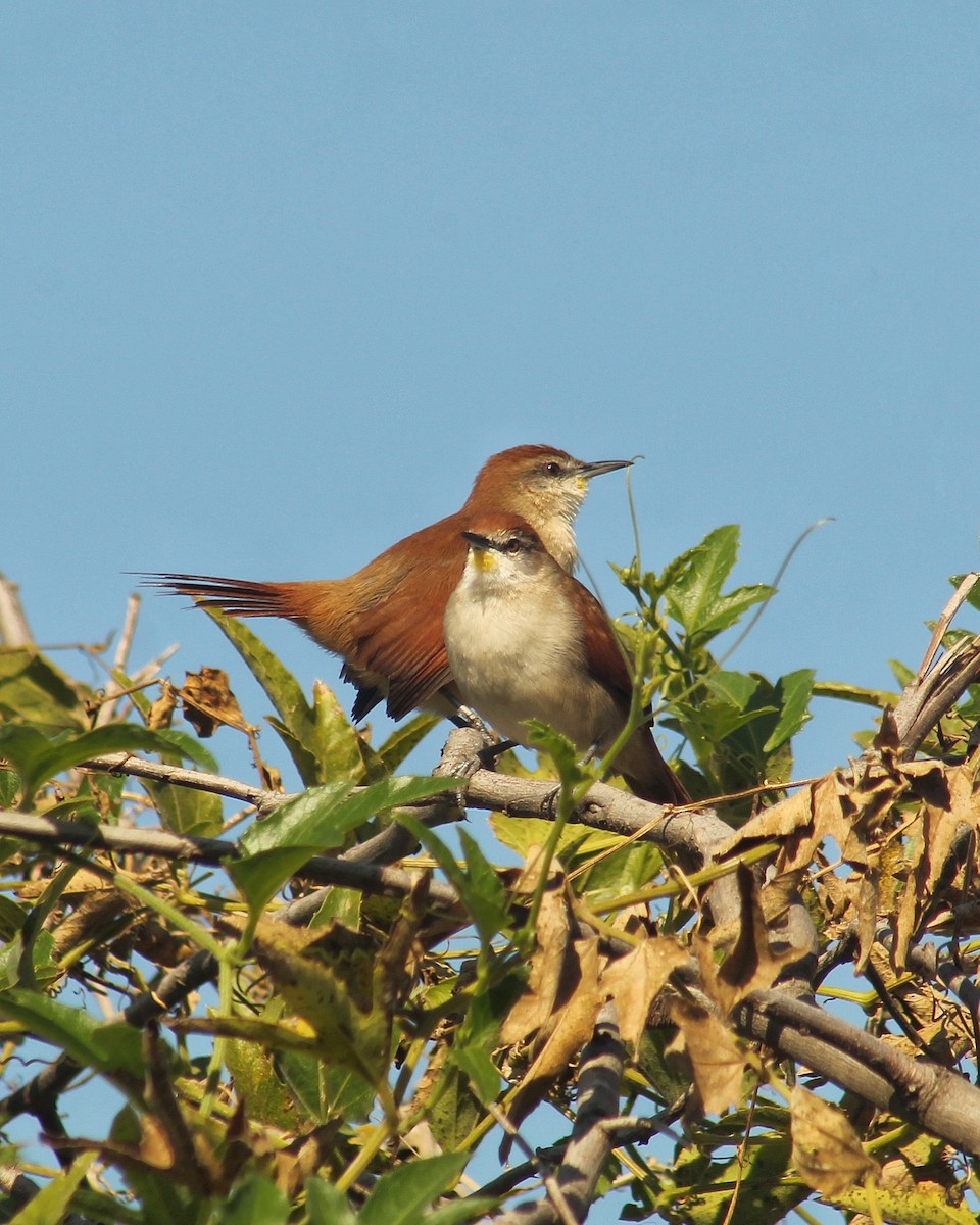 Yellow-chinned Spinetail - ML634813249