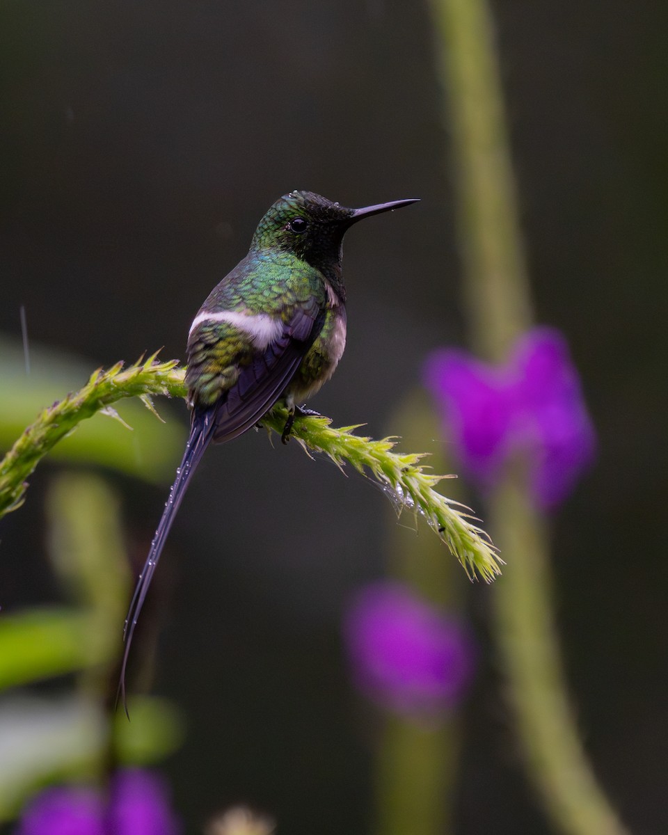 Black-bellied Thorntail - ML634813490