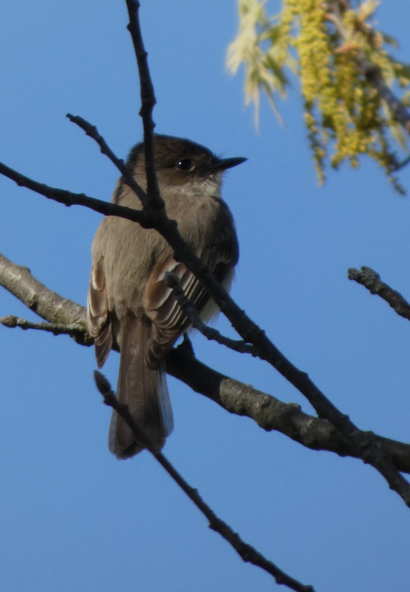 Eastern Phoebe - ML634813491