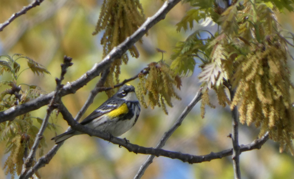 Yellow-rumped Warbler - ML634813524