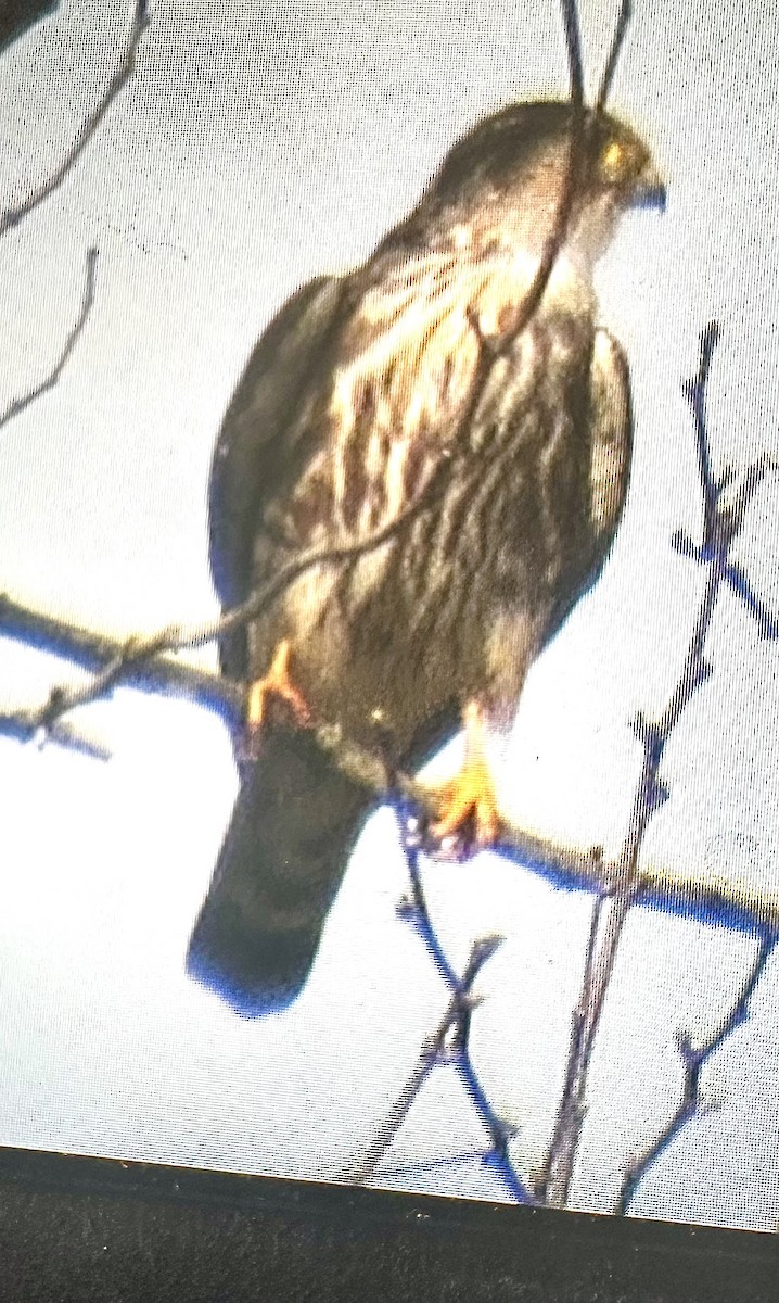 Merlin - ML634813559