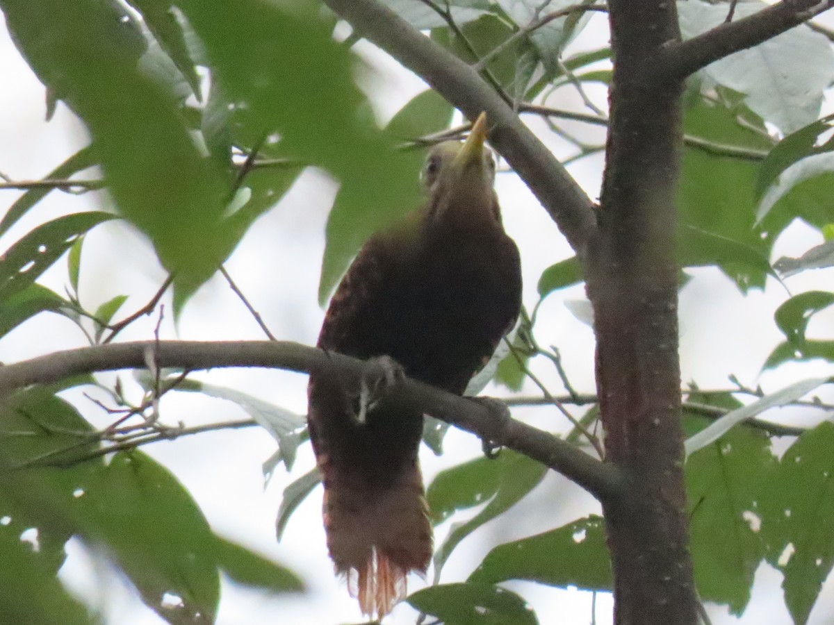 Bay Woodpecker - ML634813589