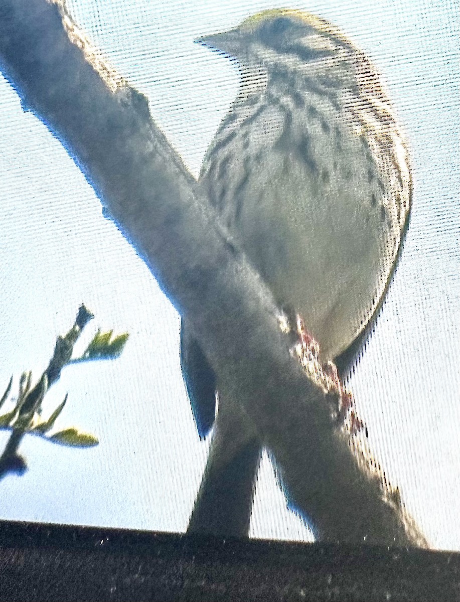 Savannah Sparrow - ML634813613