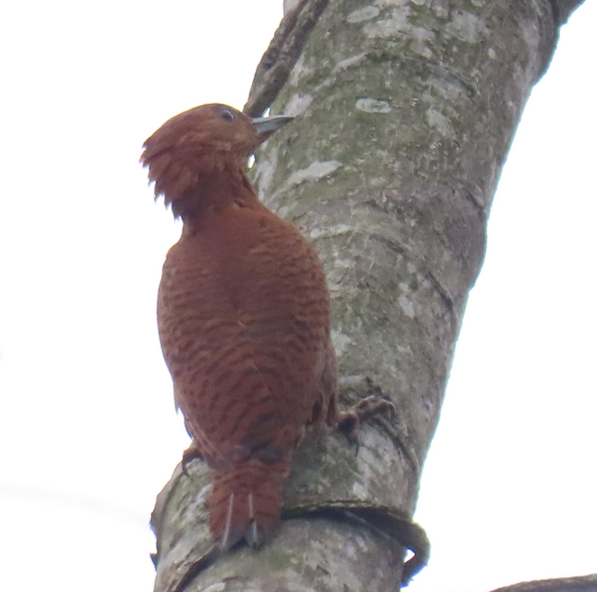 Bay Woodpecker - ML634813665