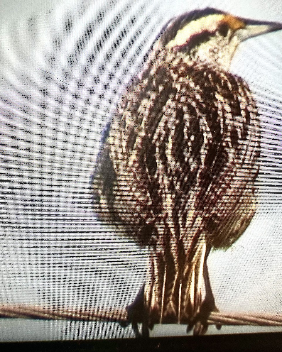 Eastern Meadowlark - ML634813809