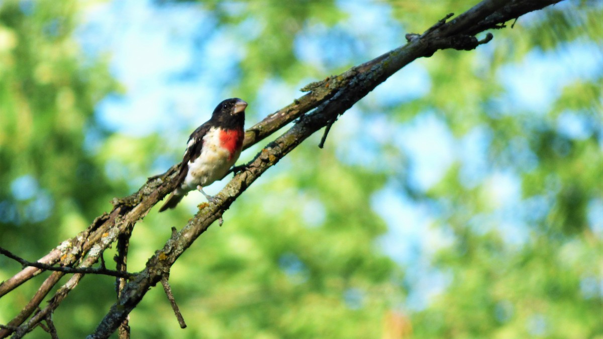 Rose-breasted Grosbeak - ML63481381