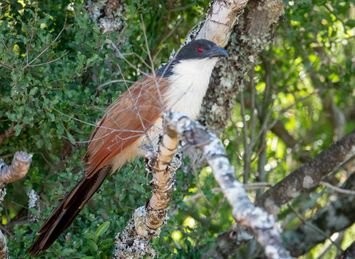 Burchell's Coucal - ML634814049