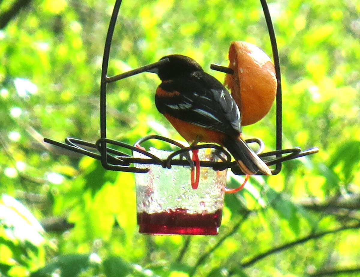 Baltimore Oriole - ML634814068