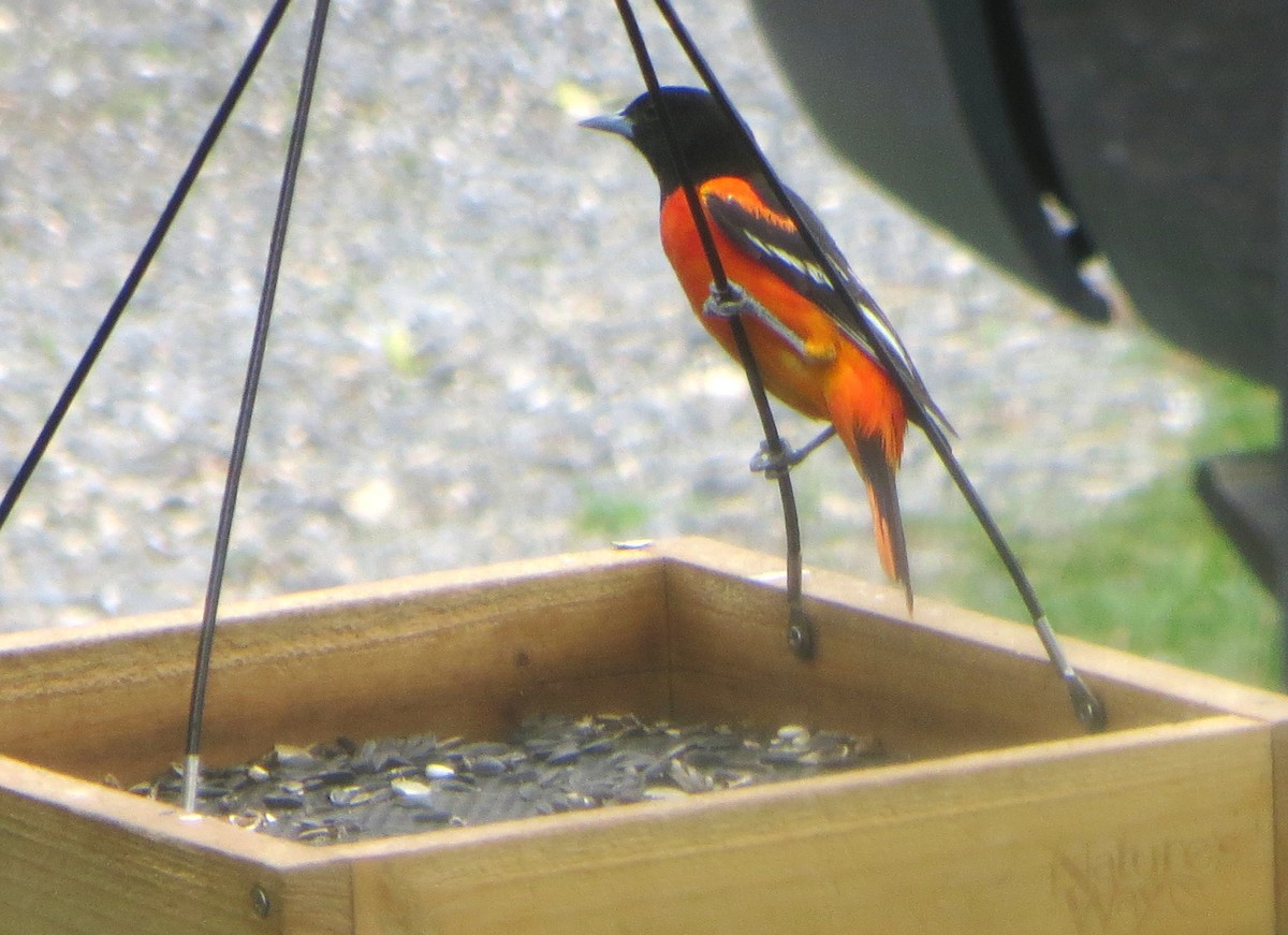 Baltimore Oriole - ML634814111