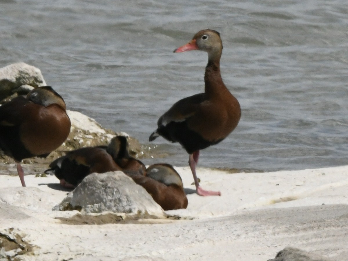Black-bellied Whistling-Duck - ML634814117