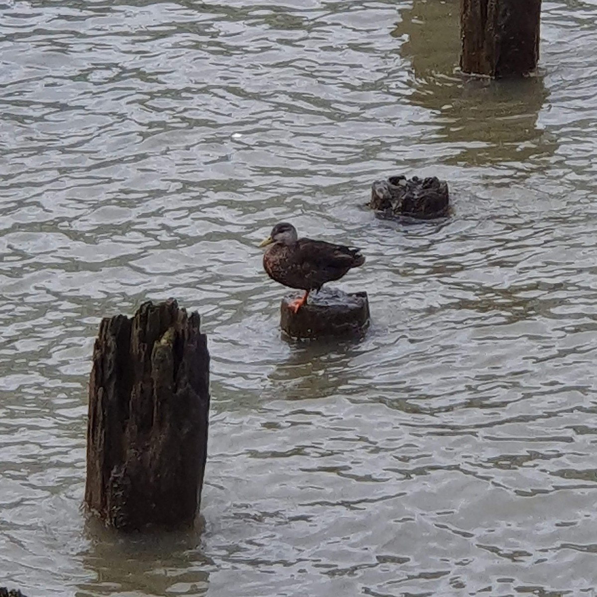 American Black Duck - ML634814130