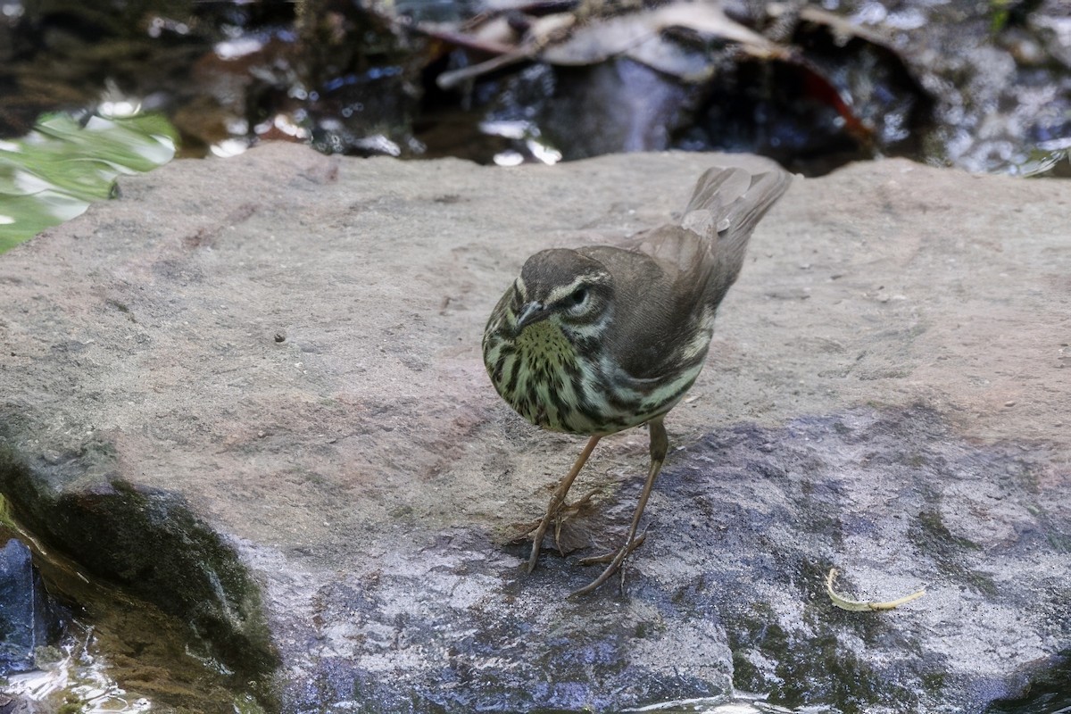 Northern Waterthrush - ML634814211