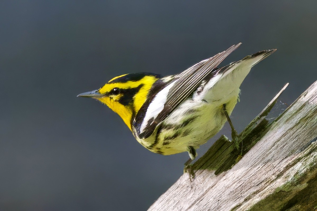 Blackburnian Warbler - ML634814285
