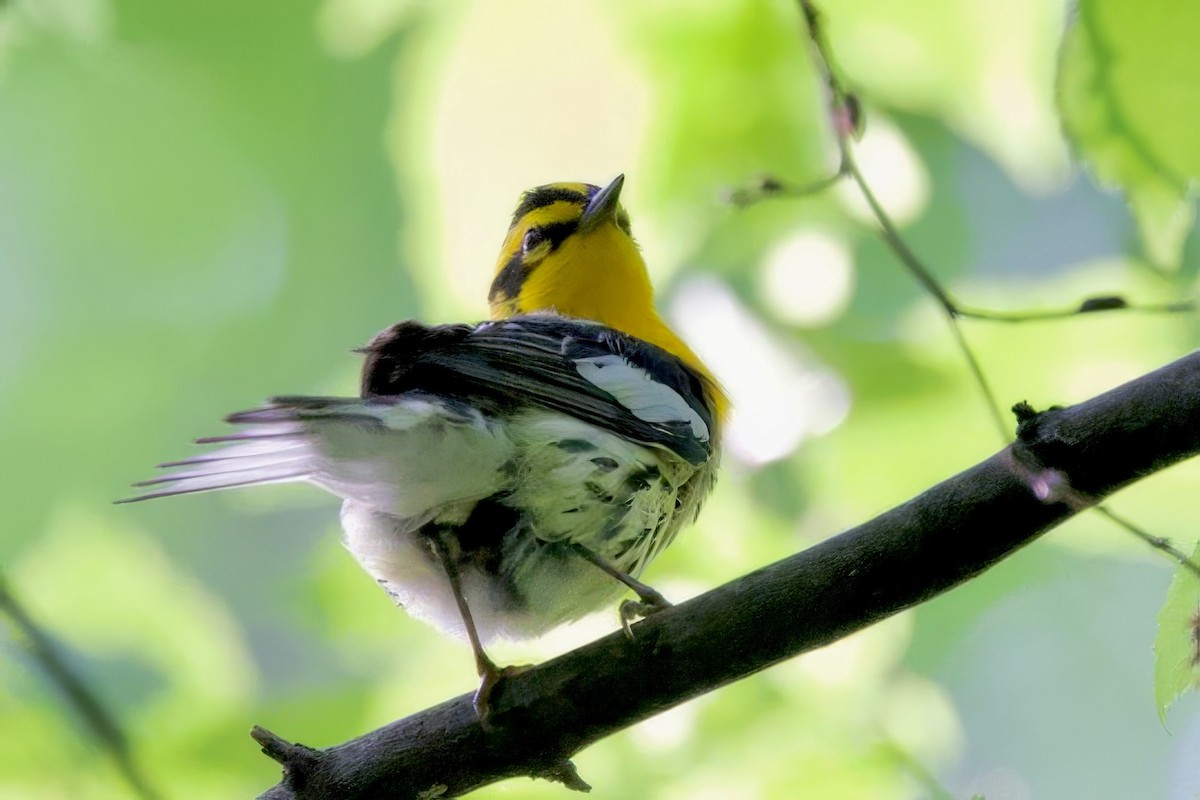 Blackburnian Warbler - ML634814309