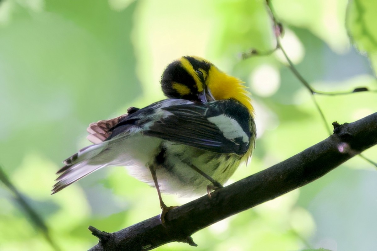 Blackburnian Warbler - ML634814316