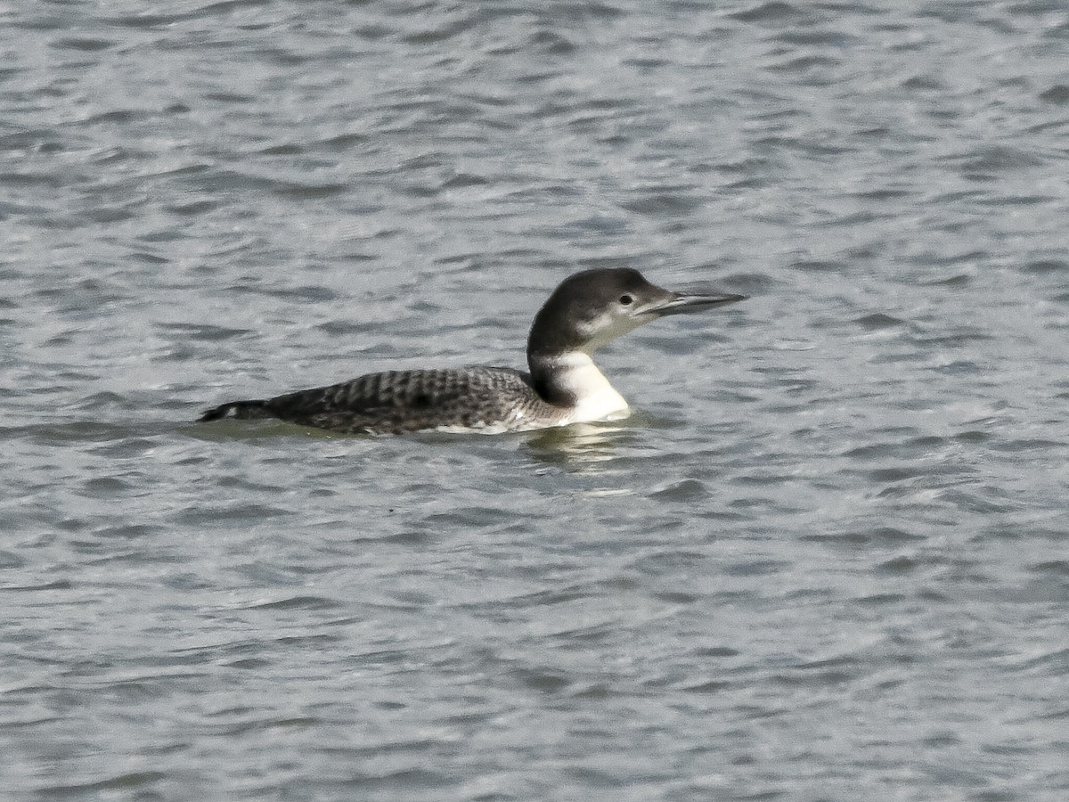 Common Loon - ML634814354