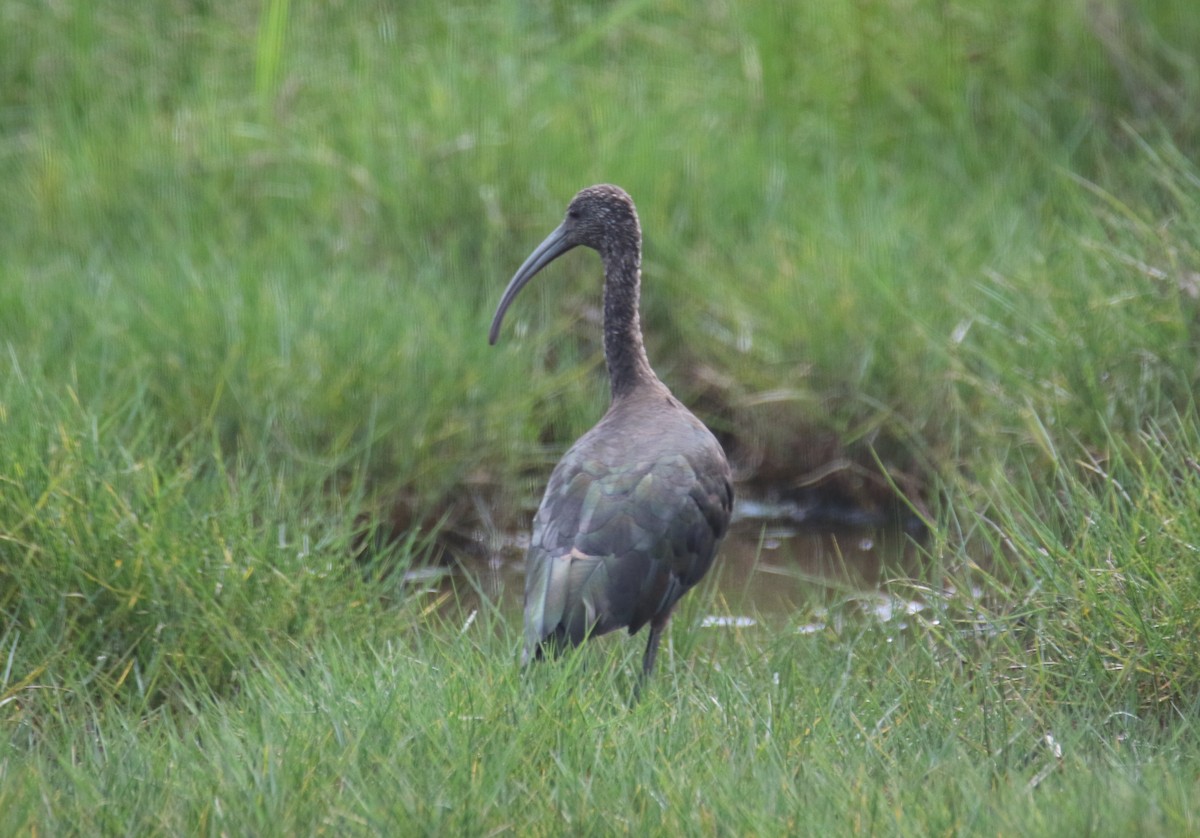 Glossy x White-faced Ibis (hybrid) - ML634814515