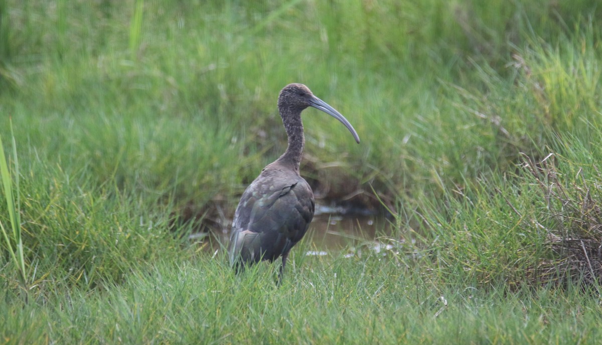 Glossy x White-faced Ibis (hybrid) - ML634814516