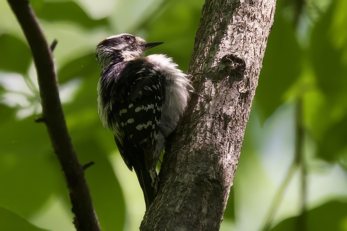 Downy Woodpecker - ML634814553