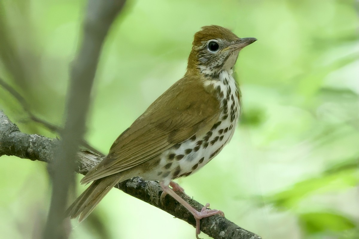 Wood Thrush - ML634814604