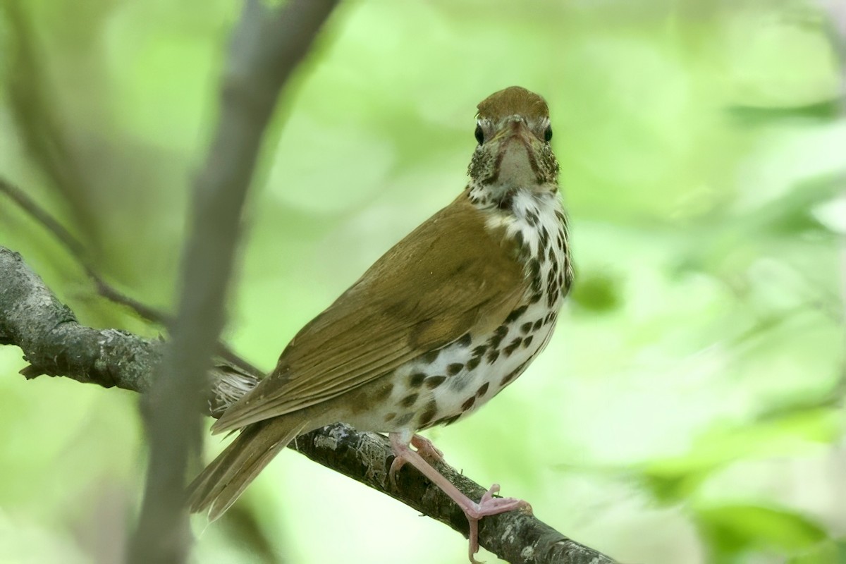 Wood Thrush - ML634814607