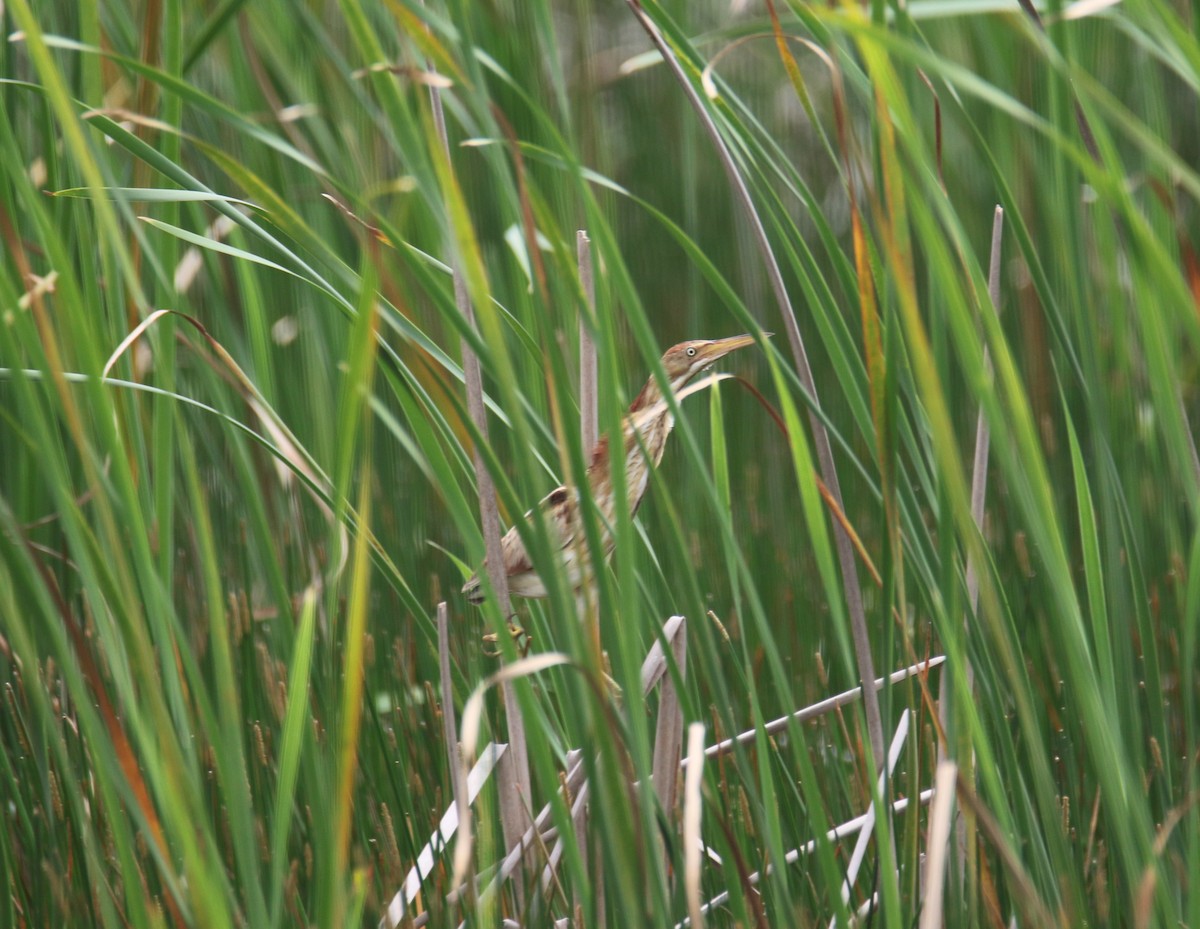 Least Bittern - ML634814667