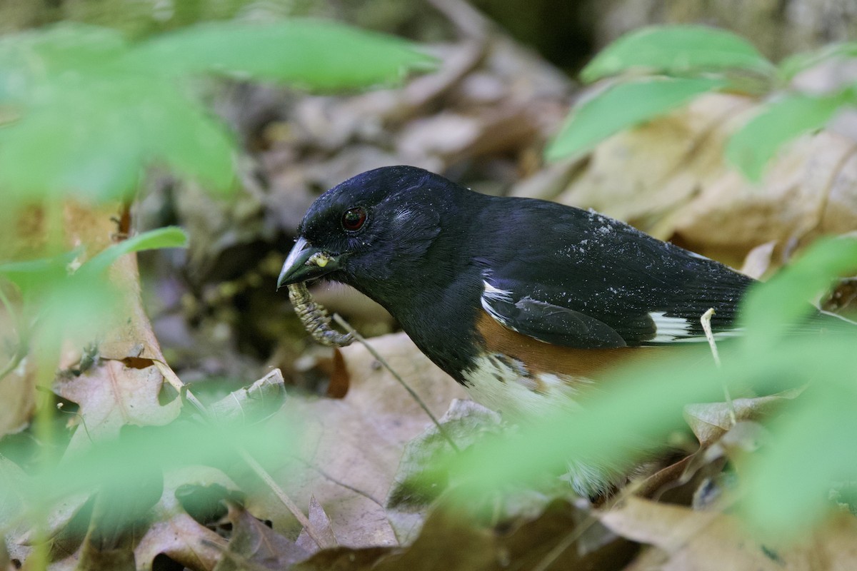 Eastern Towhee - ML634814794