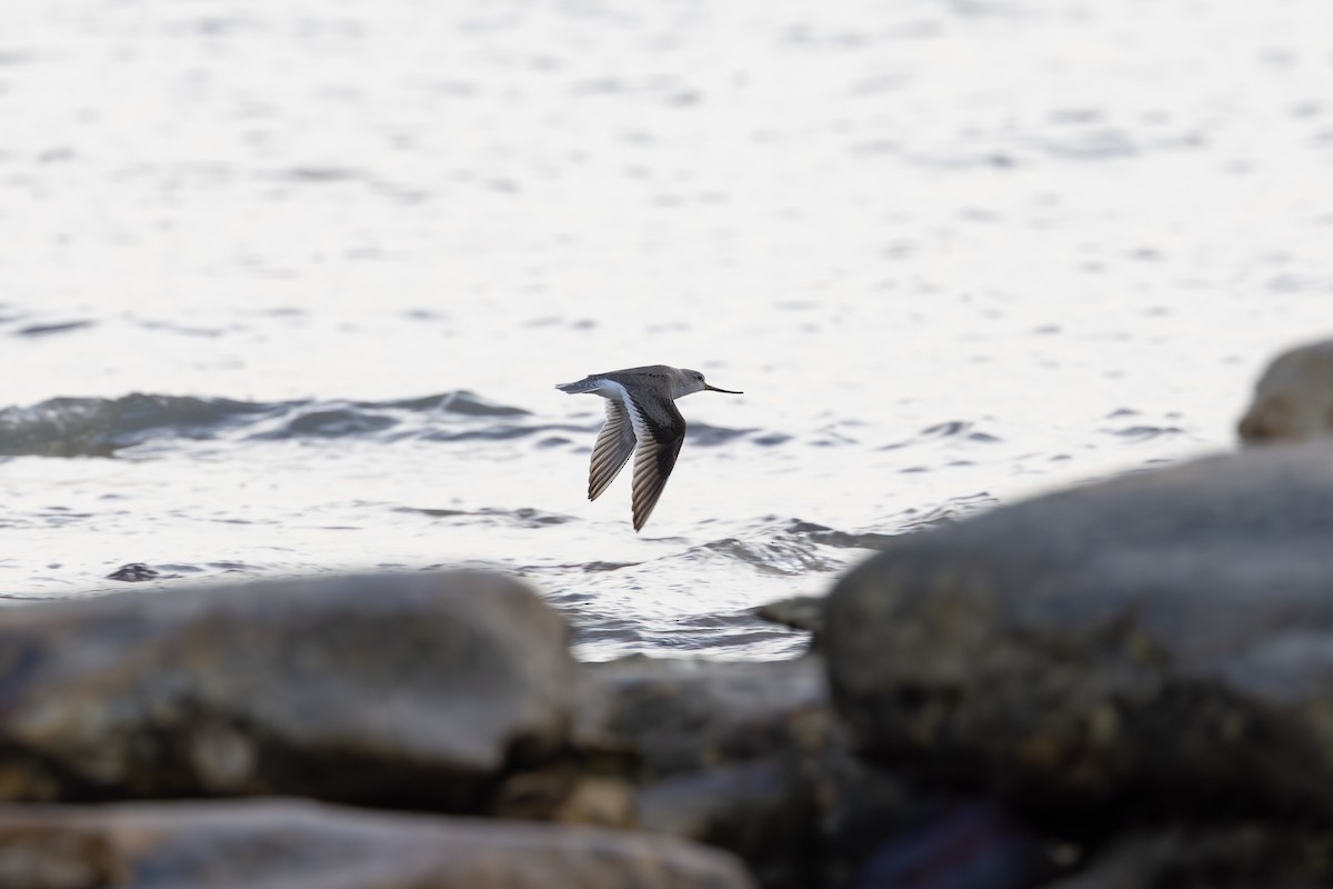 Terek Sandpiper - ML634814821