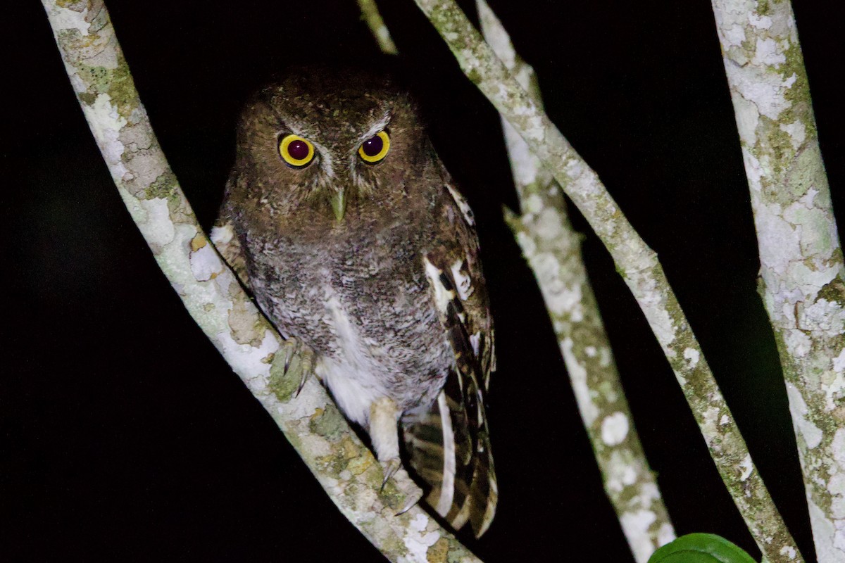 Foothill Screech-Owl - ML634814832