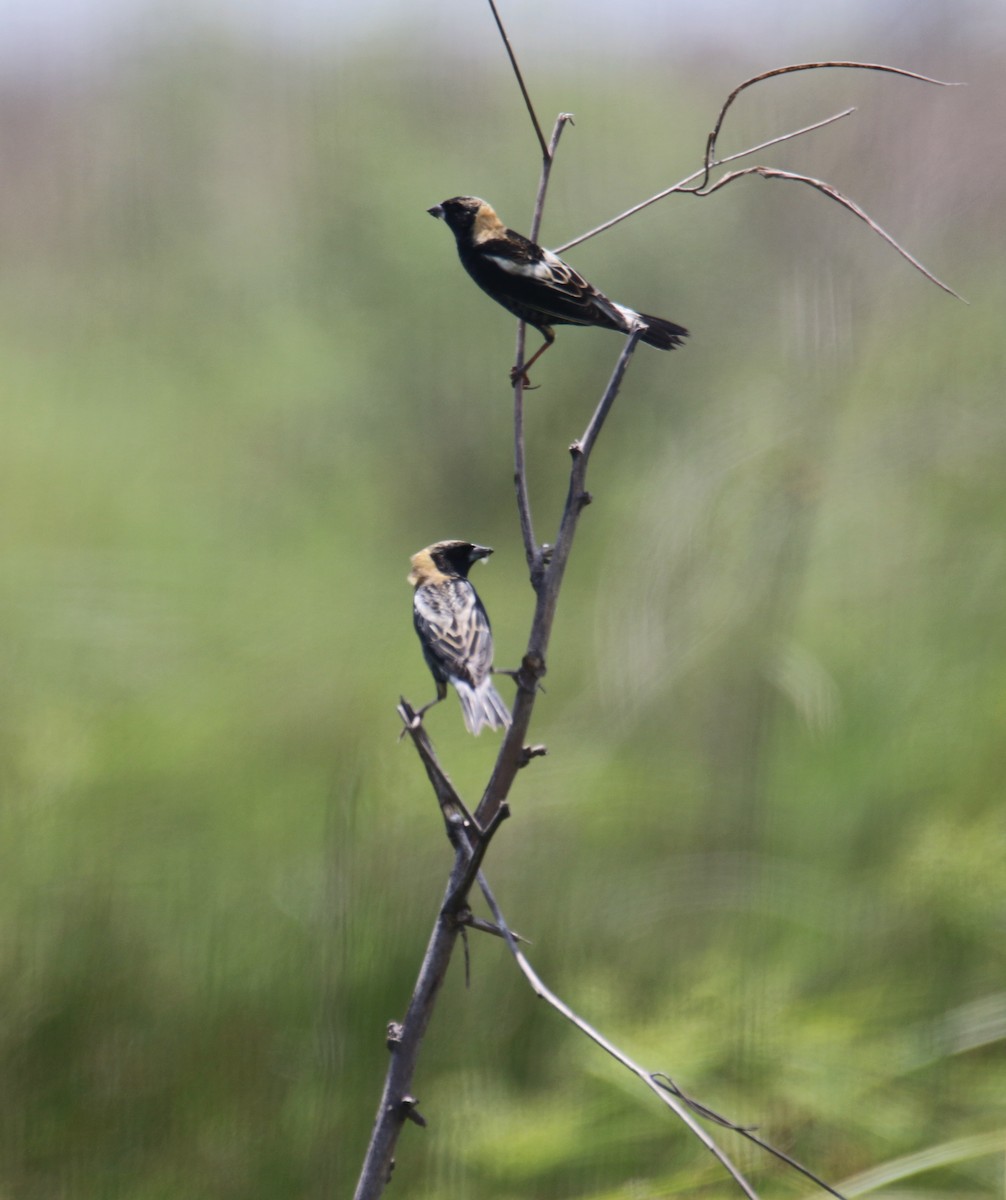 Bobolink - ML634814834
