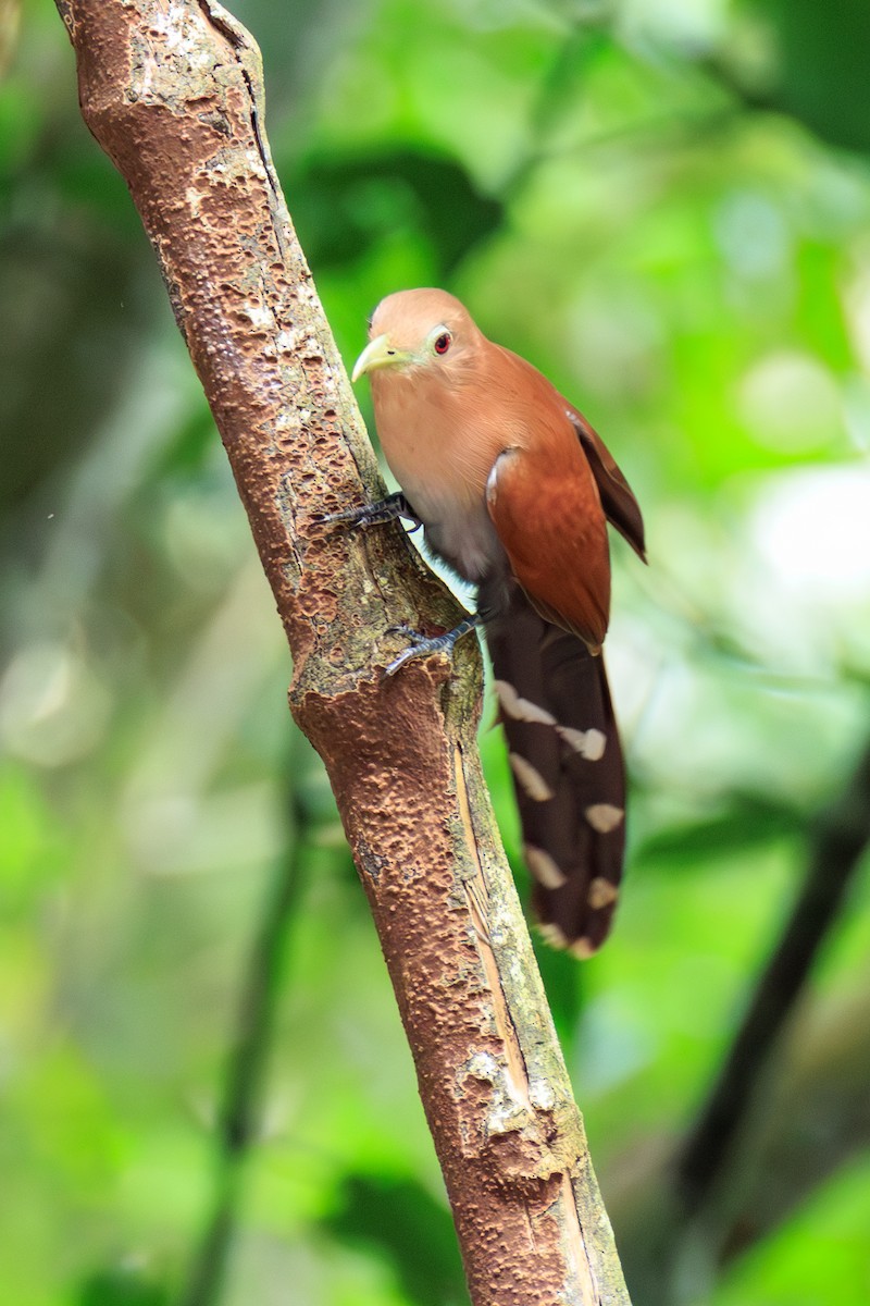 Squirrel Cuckoo - ML634814854
