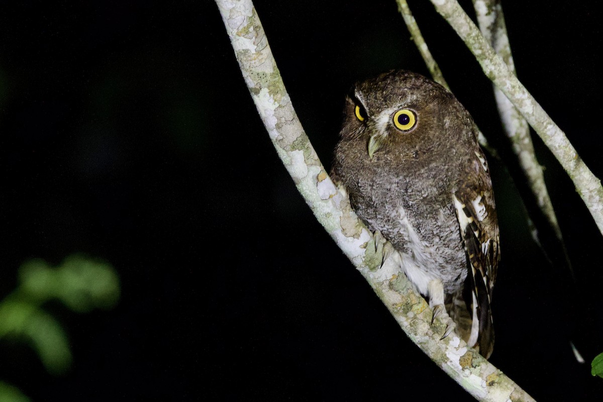 Foothill Screech-Owl - ML634814855