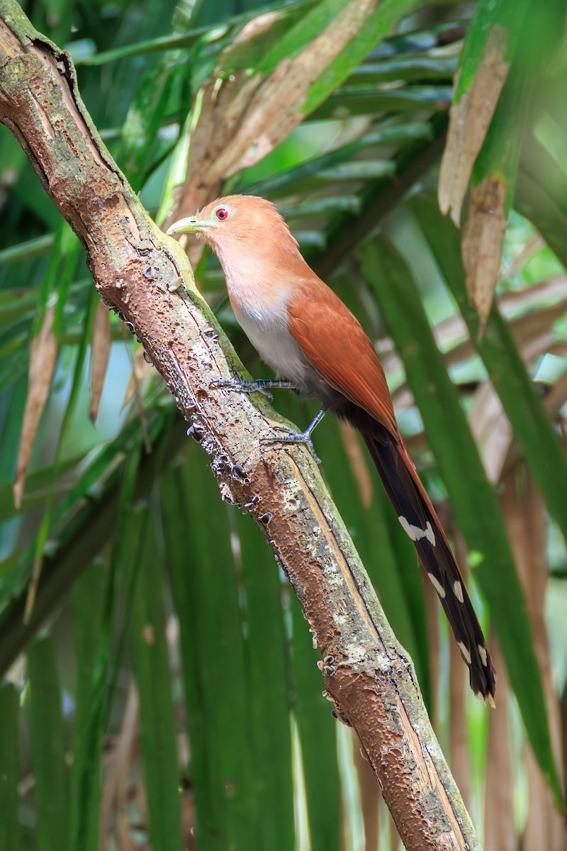 Squirrel Cuckoo - ML634814857
