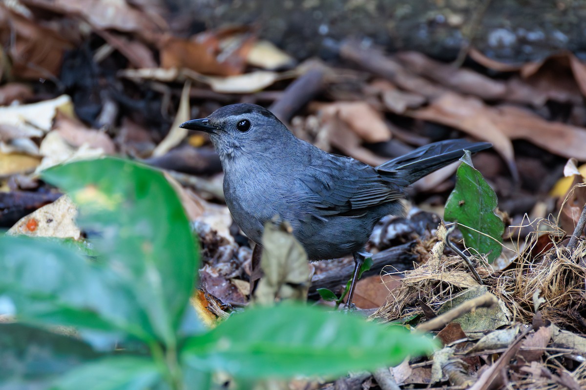 Gray Catbird - ML634814867
