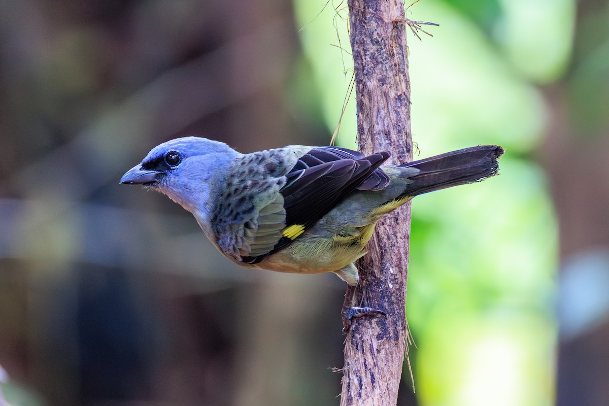 Yellow-winged Tanager - ML634814873