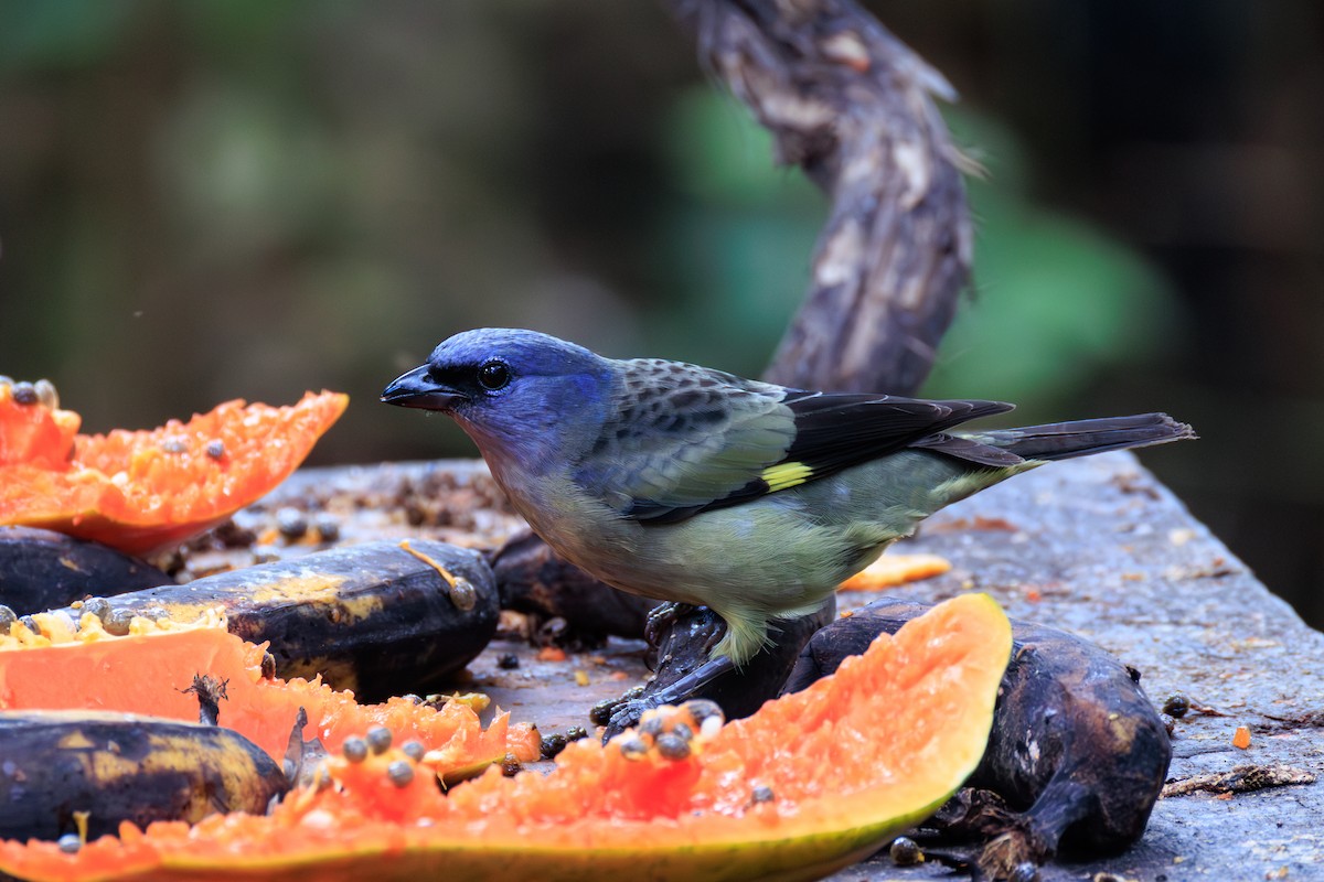 Yellow-winged Tanager - ML634814874