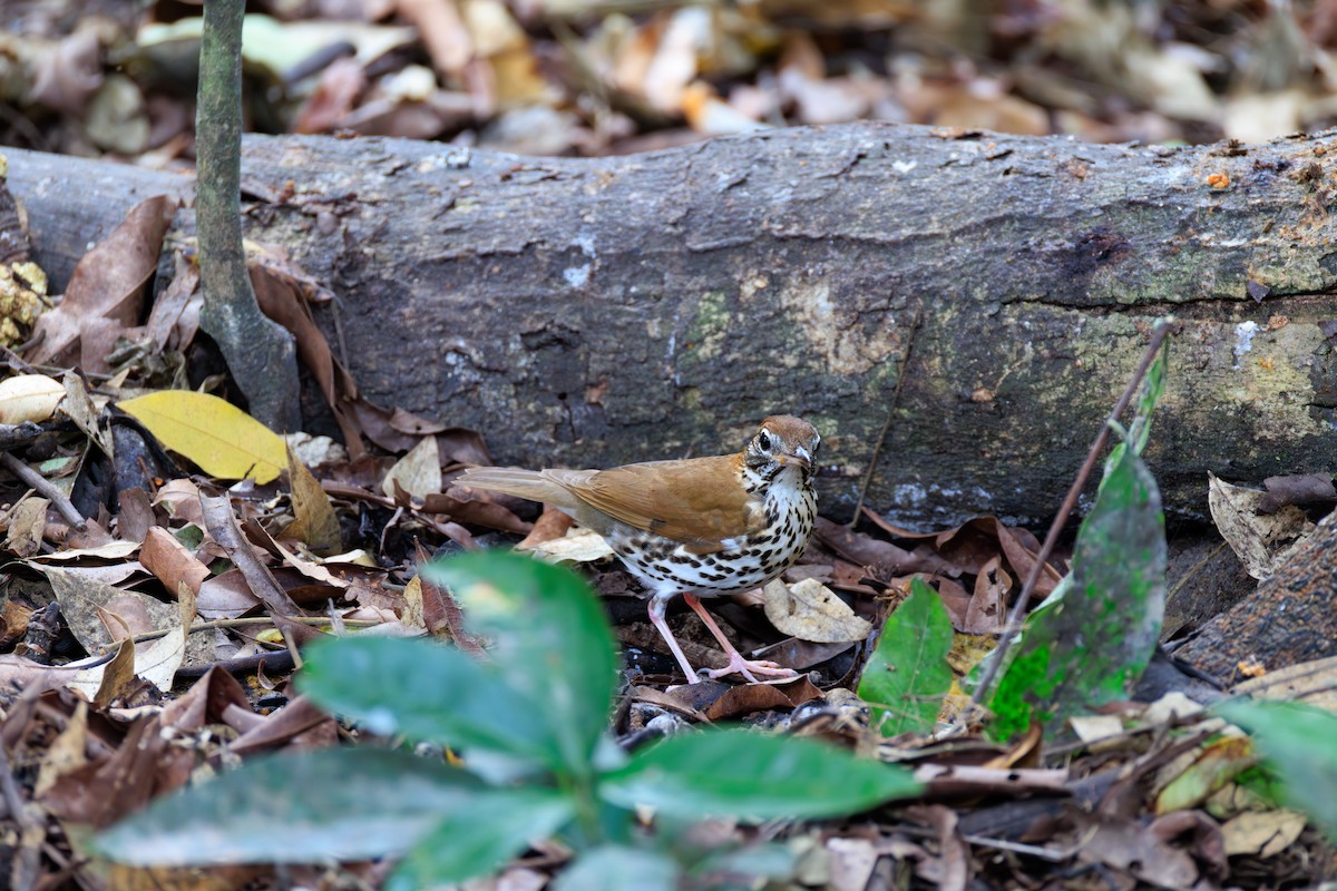 Wood Thrush - ML634814877