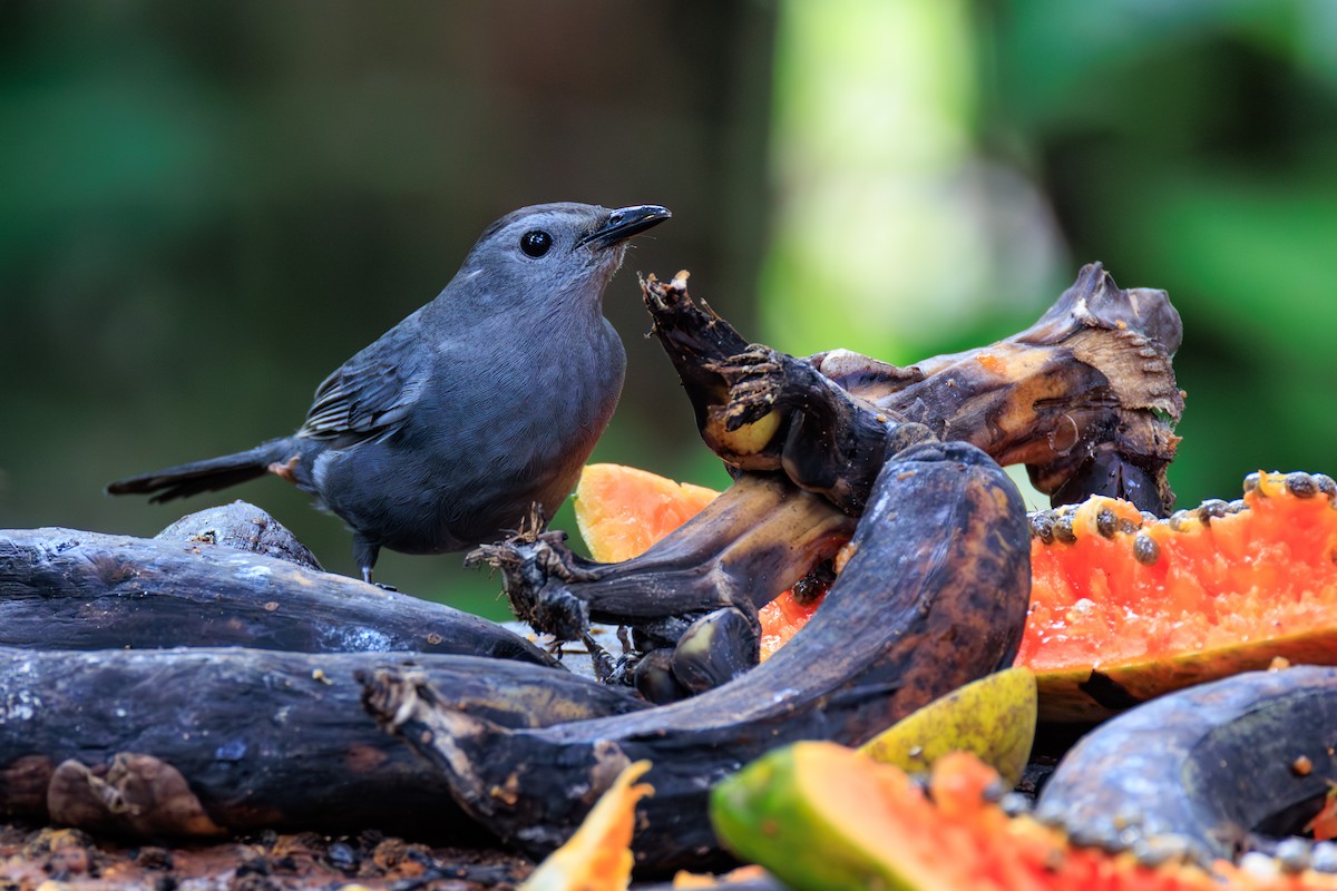 Gray Catbird - ML634814886