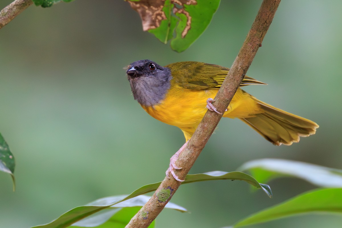 Gray-headed Tanager - ML634814905