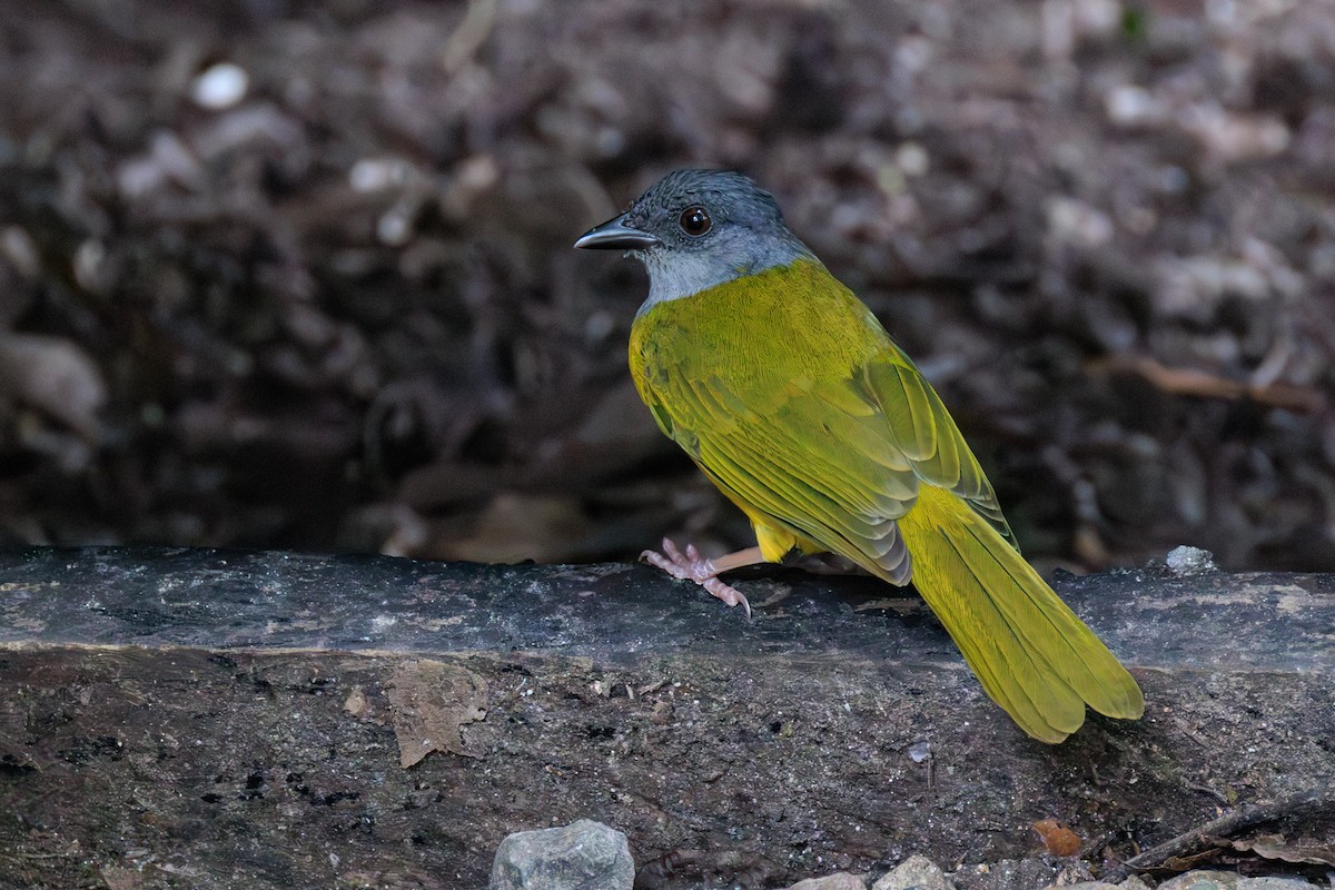 Gray-headed Tanager - ML634814906