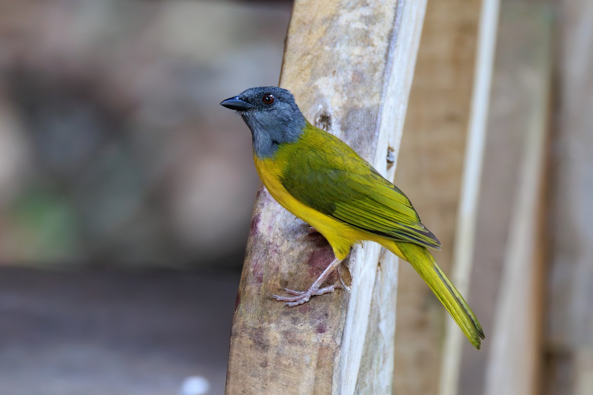 Gray-headed Tanager - ML634814907