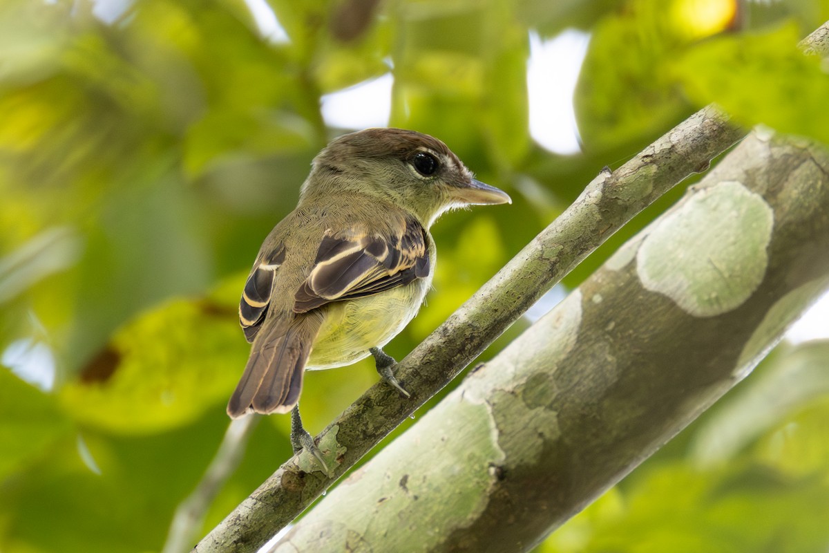 White-winged Becard - ML634814916