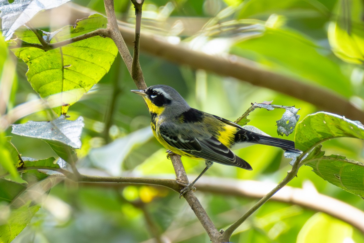 Magnolia Warbler - ML634814925