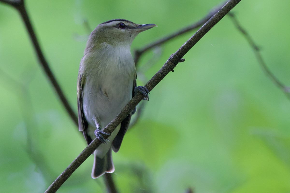 Red-eyed Vireo - ML634814928