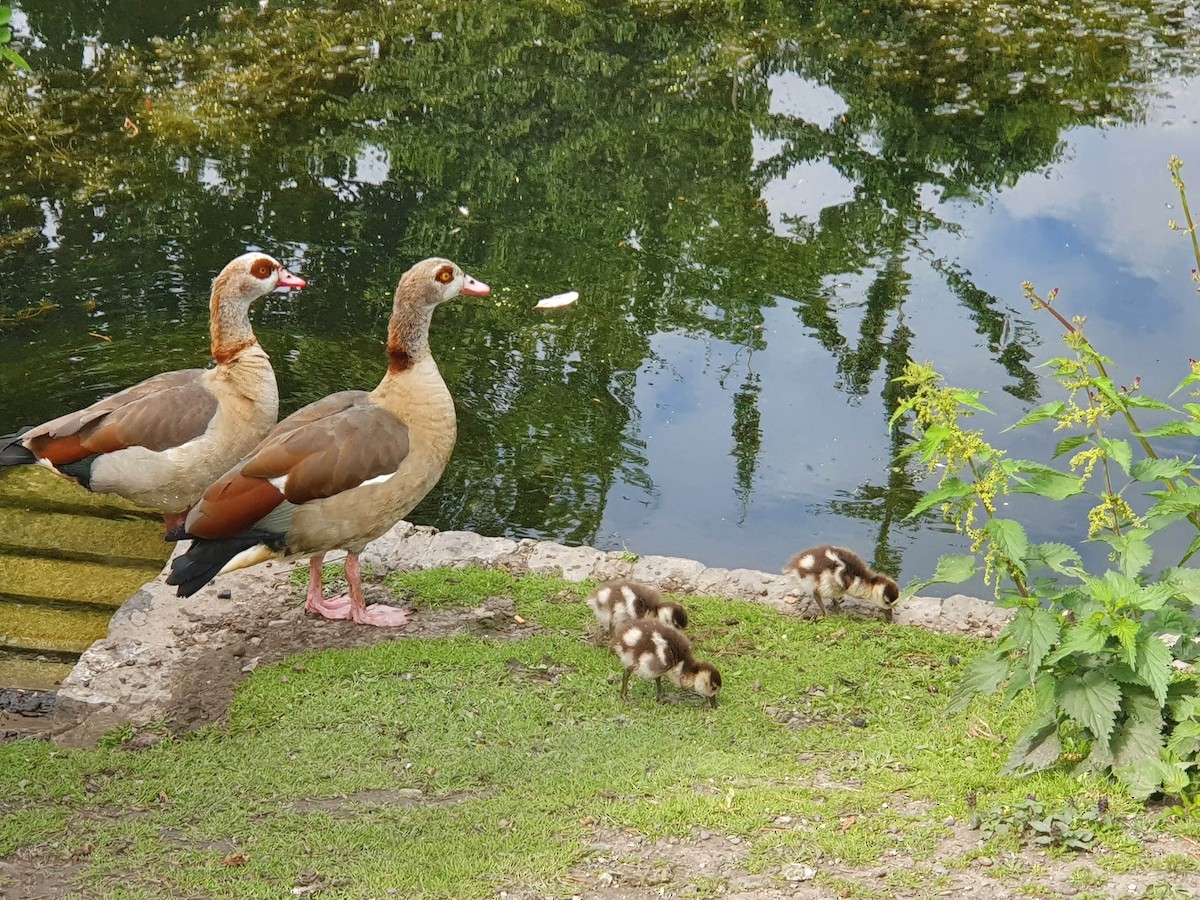 יאורית - ML634814929
