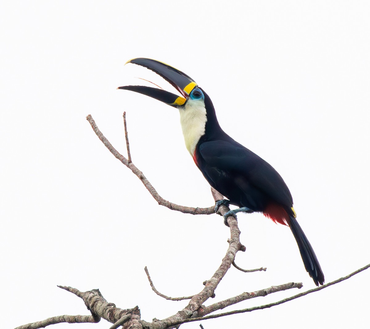 Channel-billed Toucan (Yellow-ridged) - ML634814936